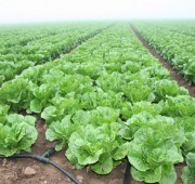 Ecoland Zelena Salata