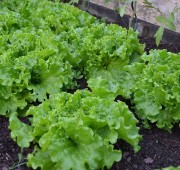 Ecoland Zelena Salata