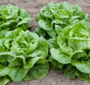 Ecoland Zelena Salata