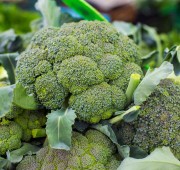 Ecoland Brokoli