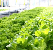 Ecoland Zelena Salata