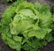 Ecoland Zelena Salata